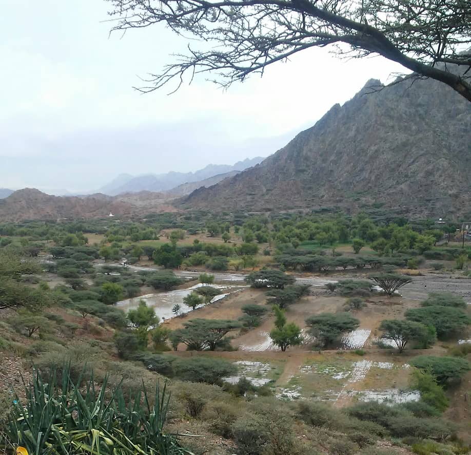 أمطار غزيرة تشهدها مديريات محافظة لحج