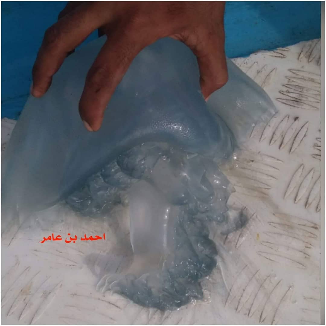 عدن على موعد مع كارثة بيئية قادمة ... تعرف عليها ؟