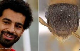 عالم حشرات مصري يكرّم الرياضي صلاح 