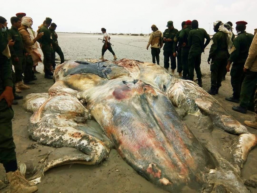 العثور على كائن بحري غريب في احد سواحل عدن
