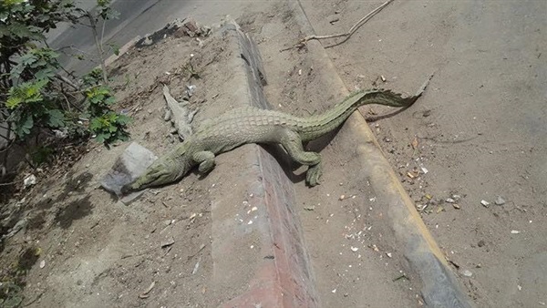 العثور على تمساح في شارع بالمهندسين بمصر ..شاهد ذلك