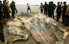 علوم البحار تكشف حقيقة الحوت الضخم النافق في ساحل أبين