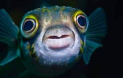 علماء يكتشفون شيئاً فريداً في عيون الأسماك