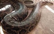 ثعبان ضخم في حرم مبنى المصافي بعدن