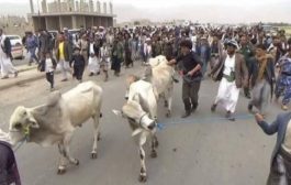 بعد قتلهم لمشايخ قبليين في المحافظة. . الحوثيون يقدمون أبقار مقابل رؤوس مشايخ بعمران