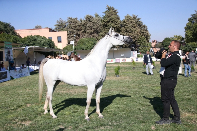 دعم إماراتي لبطولة لبنان السابعة لجمال الخيول