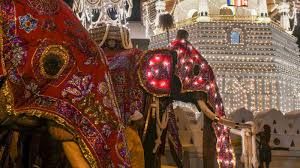 أفيال غاضبة تحوّل مهرجانًا بوذيًا إلى دماء في سيرلانك