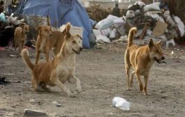عدن : كلاب ضالة تثير مخاوف المواطنين في مدينة كريتر