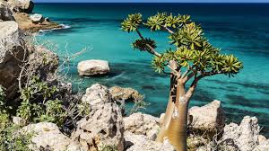 تقرير عربي يكشف عن مؤامرة إخوانية خطيرة في جزيرة سقطرى