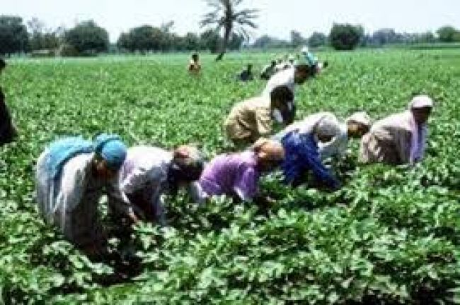 الحوثي يضيق الخناق على المزارعين اليمنيين