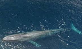 القاهرة تحسم الجدل بخصوص الحوت الأزرق