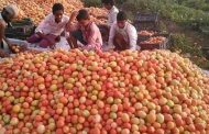 سعر الكيلو 100 إنتاج مزارع تبن وإنخفاض أسعار الطماطم في الأسواق
