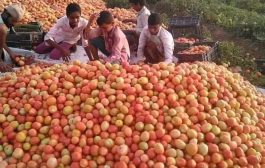 سعر الكيلو 100 إنتاج مزارع تبن وإنخفاض أسعار الطماطم في الأسواق