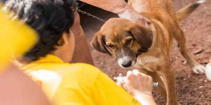 صنعاء.. تسجيل 25 حالة يومياً إصابة بداء الكلب