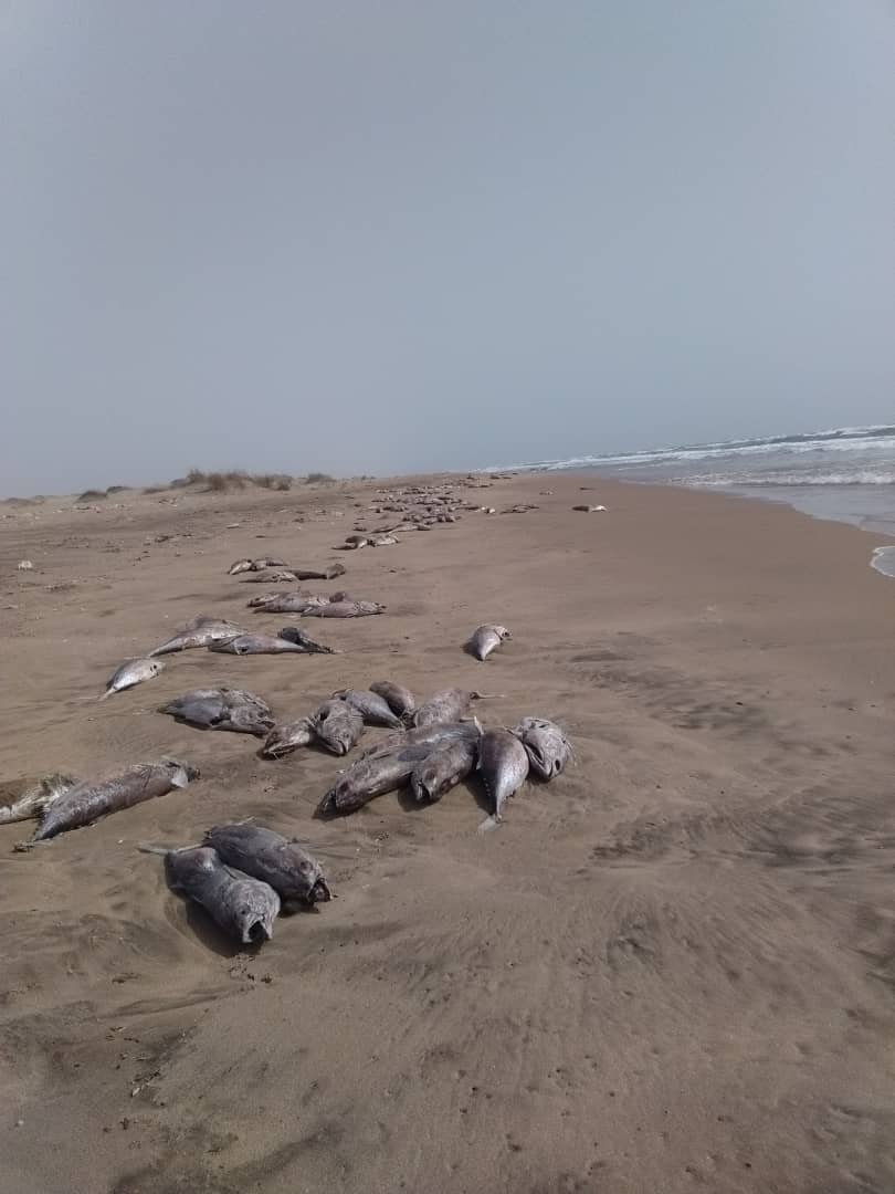 مصدر مسؤل في الهيئة العامة للمصائد السمكية بأبين ينفي مزاعم نفوق الاسماك على سواحل المحافظة