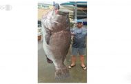 سمكة هامور أضخم من البشر.. صورة