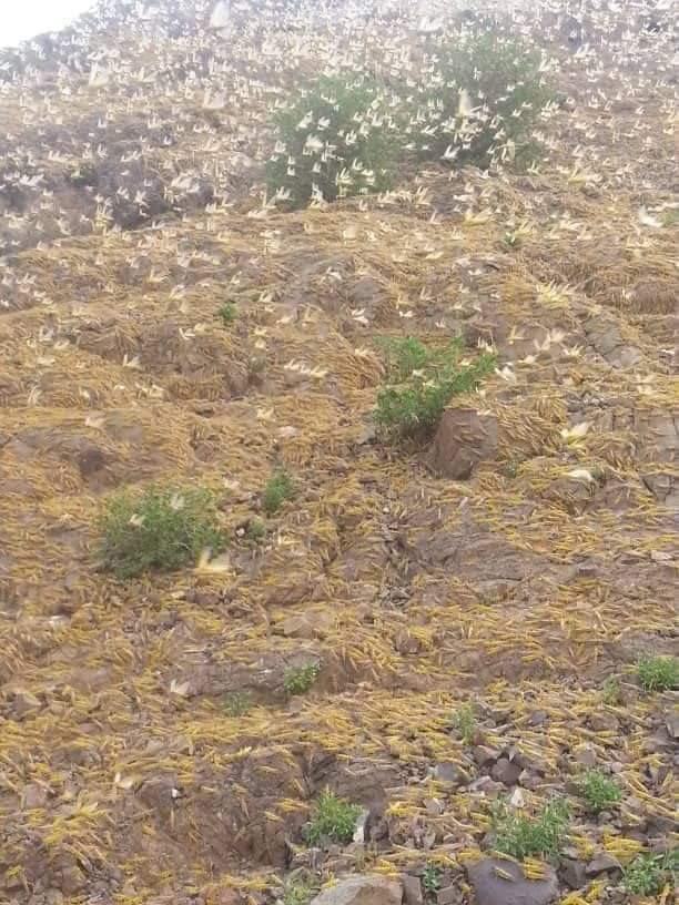 استنفار سعودي لهذا السبب !