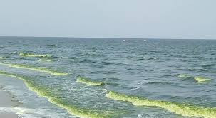 تعرف على السبب الحقيقي  لتغير لون البحر في سواحل عدن
