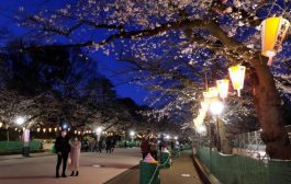 فيديو : اليابانيون يحتفلون بعيد أزهار الكرز رغم تفشي فيروس كورونا