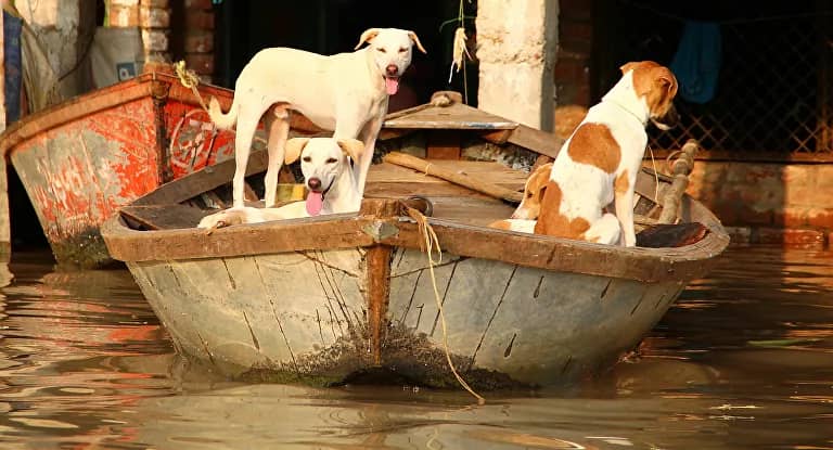 رسميا... رفع الكلاب والقطط من قائمة الحيوانات التي يمكن أكلها في الصين