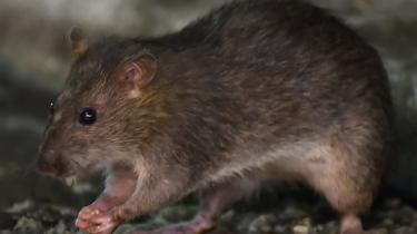 فيروس كورونا: لماذا جعلت جائحة مرض كوفيد-19 الفئران أكثر عدوانية؟