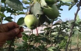 مشتل الحوطة الزراعي بلحج وزراعة التفاح 