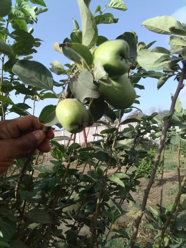 مشتل الحوطة الزراعي بلحج وزراعة التفاح 