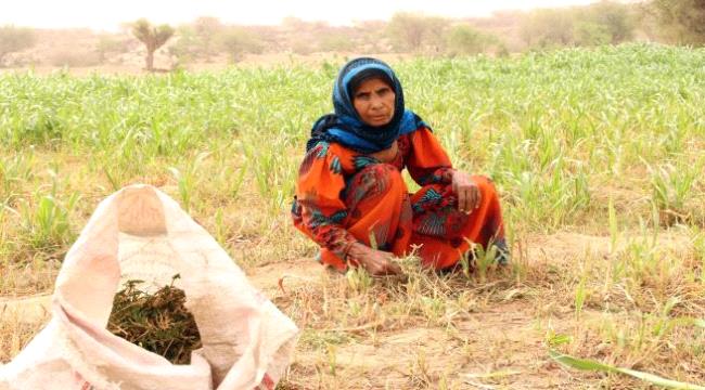 البنك الدولي يدعم اليمن في مواجهة غزو الجراد