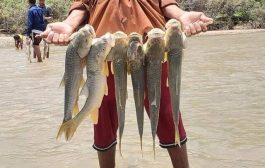 شباب يصطادون الأسماك من سد مأرب بعد أن فاض بمياه سيول الأمطار