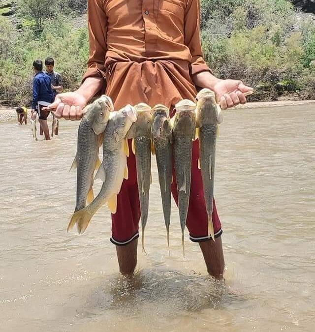 شباب يصطادون الأسماك من سد مأرب بعد أن فاض بمياه سيول الأمطار