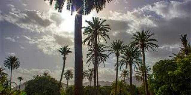 إختفاء مليوني نخلة في سهل تهامة غربي اليمن