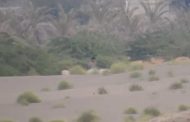 شاهد بالفيديو : نهاية مستحقة لثلاثة قناصة حوثيين بجبهة الساحل الغربي