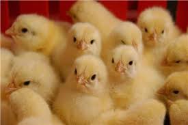 الشرطة الإسبانية تتدخل لإنقاذ 3 آلاف كتكوت 