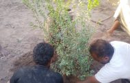 محاولة جديدة لزرع شجرة الهيل في دلتا تبن بلحج