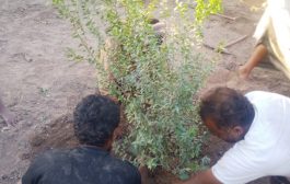 محاولة جديدة لزرع شجرة الهيل في دلتا تبن بلحج