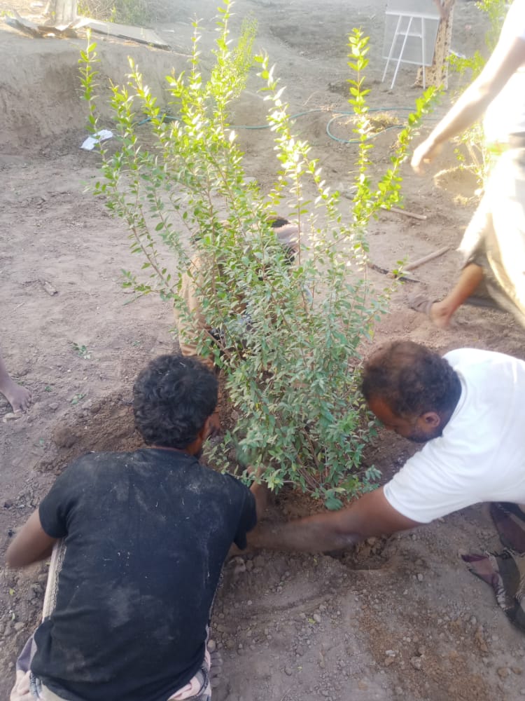 محاولة جديدة لزرع شجرة الهيل في دلتا تبن بلحج