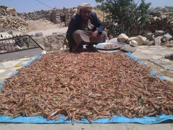 الأمم المتحدة: الجراد الصحراوي يهدد الملايين في اليمن والقرن الأفريقي