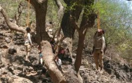 الحوثي ينفذ اعدامات ميدانية بحق شباب الحيمة ويصلب جثثهم على الاشجار