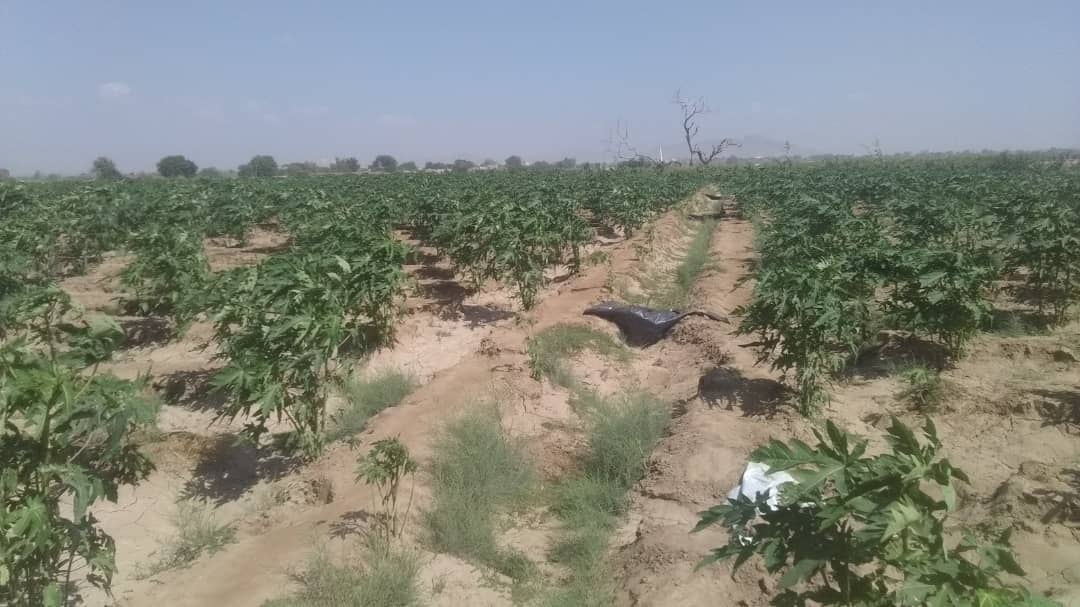 ( في أبين.. استثمار لتقديم الخدمات الزراعية المتعددة )