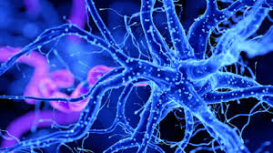 بحث جديد يفسّر سبب ميل الإناث للعيش فترة أطول من الذكور !