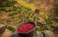 يسلطون الضوء على البن اليمني .. حملة دولية لخبراء صناعة القهوة
