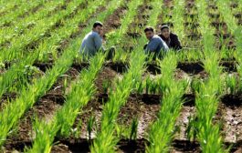  لزراعة مليون فدان .. الدلتا الجديدة تعيد مصر إلى دولة زراعية لا تستورد الغذاء