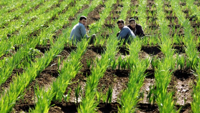  لزراعة مليون فدان .. الدلتا الجديدة تعيد مصر إلى دولة زراعية لا تستورد الغذاء