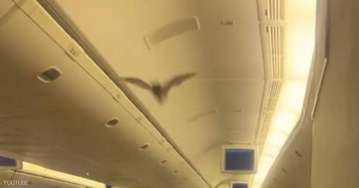 خفاش يثير الذعر في طائرة هندية 