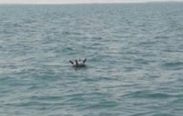 مثبتة بصاعق في عمق البحر .. إكتشاف شبكة ألغام بحرية من مخلفات الحوثيين في جزيرة سيول حنيش