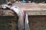 مصرع وجرح عدد من المليشيات الحوثية خلف معسكر الدفاع الساحل