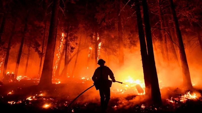 حرائق كاليفورنيا: البطانيات لحماية الأشجار من النار