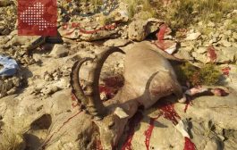 الاصطياد الجائر : قتل حيوان نادر بمنطقة الروضة بشبوة