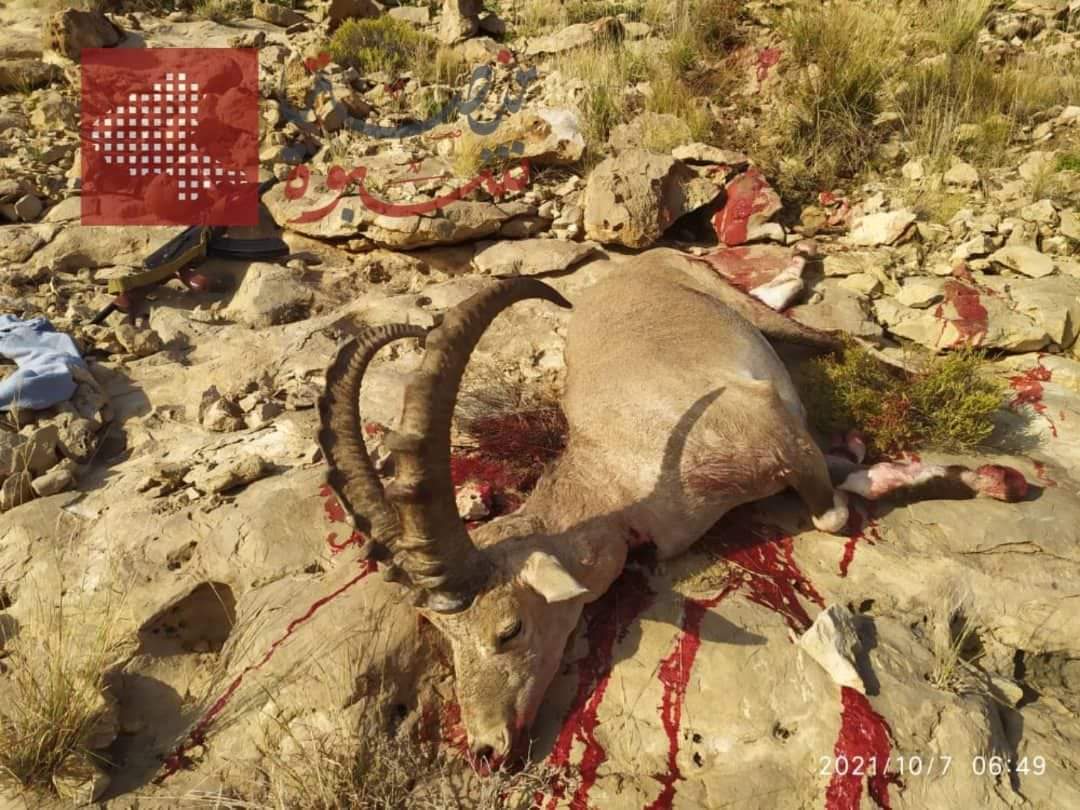 الاصطياد الجائر : قتل حيوان نادر بمنطقة الروضة بشبوة