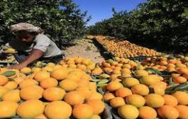 تنتشر زراعتها في ٢٠ محافظة ..البرتقال اليمني يواجه صعوبة بالبقاء